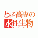 とある高専の水性生物（メダカ）