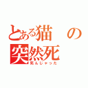 とある猫の突然死（死んじゃった）