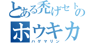 とある禿げセトのホウキカツラ伝説（ハゲマリン）