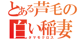 とある芦毛の白い稲妻（タマモクロス）