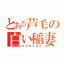 とある芦毛の白い稲妻（タマモクロス）