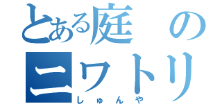 とある庭のニワトリｓ（しゅんや）