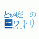 とある庭のニワトリｓ（しゅんや）