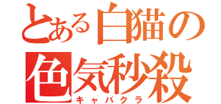 とある白猫の色気秒殺（キャバクラ）