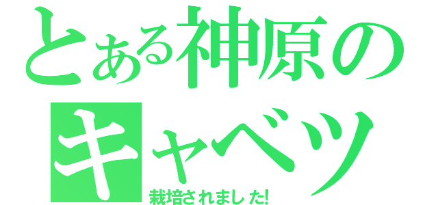 とある神原のキャベツ（栽培されました！）