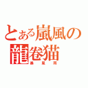 とある嵐風の龍卷猫（暴風雨）