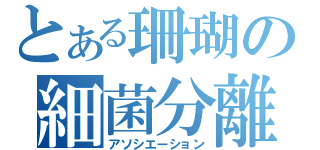 とある珊瑚の細菌分離（アソシエーション）