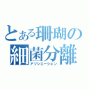 とある珊瑚の細菌分離（アソシエーション）