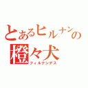 とあるヒルナンの橙々犬（フィルナンデス）