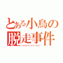 とある小鳥の脱走事件（いえにかえっちゃったの？）