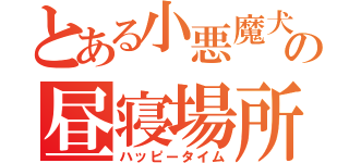 とある小悪魔犬の昼寝場所（ハッピータイム）