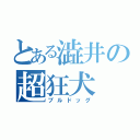 とある澁井の超狂犬（ブルドッグ）