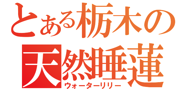 とある栃木の天然睡蓮（ウォーターリリー）