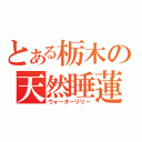 とある栃木の天然睡蓮（ウォーターリリー）