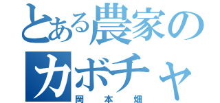 とある農家のカボチャ畑（岡本畑）