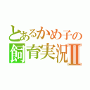 とあるかめ子の飼育実況Ⅱ（）