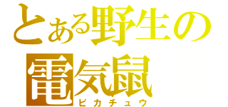 とある野生の電気鼠（ピカチュウ）