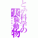 とある科学の実験動物（モルモット）