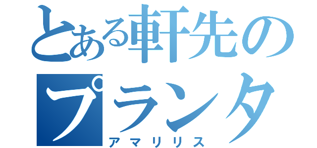 とある軒先のプランター（アマリリス）