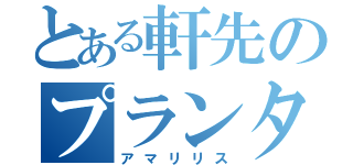 とある軒先のプランター（アマリリス）