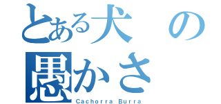 とある犬の愚かさ（Ｃａｃｈｏｒｒａ Ｂｕｒｒａ）