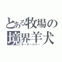 とある牧場の境界羊犬（ボーダーコリー）