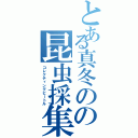 とある真冬のの昆虫採集（コレクティングビートル）