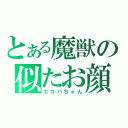 とある魔獣の似たお顔（エコハちゃん）