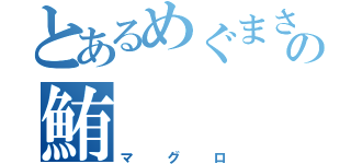 とあるめぐまさの鮪（マグロ）