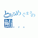 とあるめぐまさの鮪（マグロ）