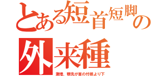 とある短首短脚の外来種（激増、顎先が首の付根より下）