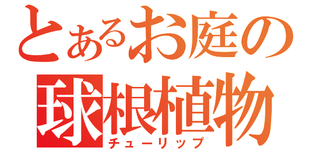 とあるお庭の球根植物（チューリップ）