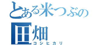 とある米つぶの田畑（コシヒカリ）