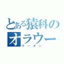 とある猿科のオラウータン（ウータン）