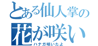 とある仙人掌の花が咲いたよ（ハナガ咲いたよ）