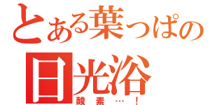 とある葉っぱの日光浴（酸素…！）