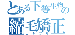 とある下等生物の縮毛矯正（ゴキブリ）