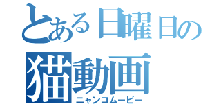 とある日曜日の猫動画（ニャンコムービー）
