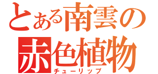 とある南雲の赤色植物（チューリップ）