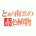 とある南雲の赤色植物（チューリップ）