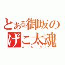 とある御坂のげこ太魂（カエル）