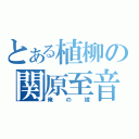 とある植柳の関原至音（俺の嫁）