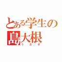 とある学生の島大根（うさぎ）