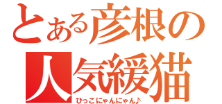 とある彦根の人気緩猫（ひっこにゃんにゃん♪）