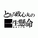 とある政心丸の一生懸命（生きている）