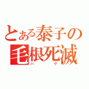 とある泰子の毛根死滅（ハゲ）