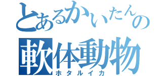 とあるかいたんの軟体動物（ホタルイカ）