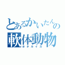 とあるかいたんの軟体動物（ホタルイカ）