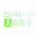 とある緑豆の人為発芽（スプラウト）