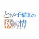 とある子猫⑨の秋風情（すごし方）